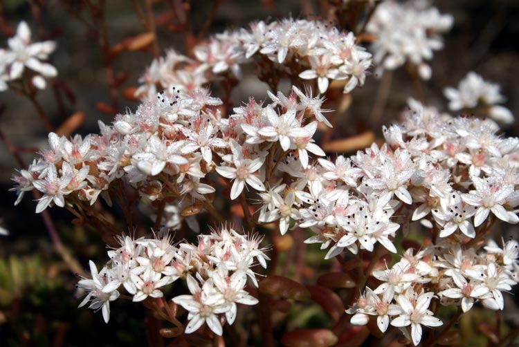 Sedum album / Borracina bianca